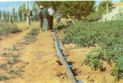 Damla sulama ile yabancı ot sorunu azalır.